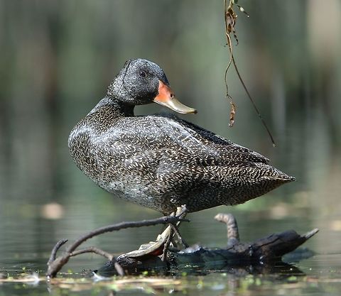 Male Freckled Duck. This male is comming into breeding season as the base of the bill is changing to a darker red. This bird was asleep when i took the photo and lifted its head when the shutter went off. One of the rarer ducks in Australia. Australia,Freckled Duck,Geotagged,Stictonetta naevosa