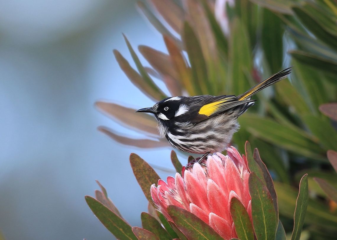 New Holland Honeyeater. (An Oldie) One of the more aggressive honeyeaters . Has been recorded many times killing smaller birds. Australia,Geotagged,New Holland honeyeater,Phylidonyris novaehollandiae,Winter