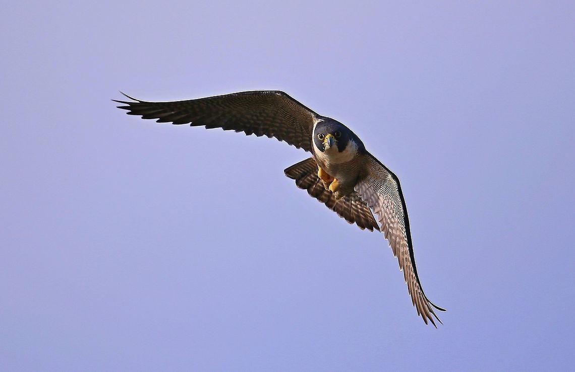 Peregrine Falcon. This Peregrine is just starting a stoop on an unsuspecting coot. Australia,Falco peregrinus,Geotagged,Peregrine Falcon,Winter