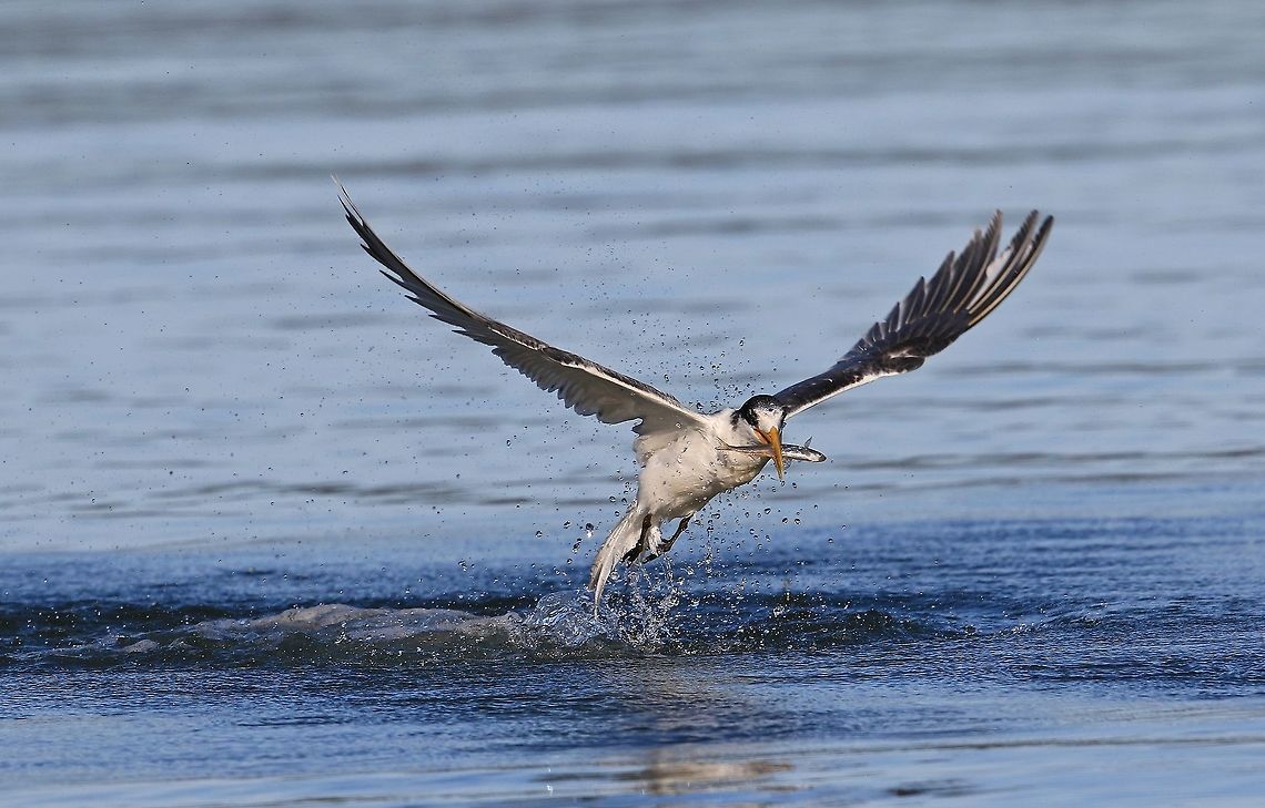 Lesser Crested Tern. This image was taken on Brunie Island Tasmania while they were feeding on small fish. Australia,Geotagged,Lesser crested tern,Thalasseus bengalensis,Winter