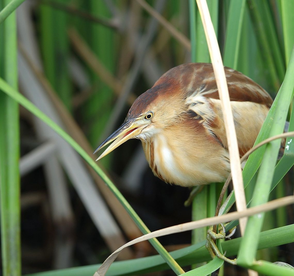 Black Backed Bittern. Pretty sure this is the female as there is a lack of black on the crown. Australia,Black-backed bittern,Geotagged,Ixobrychus dubius