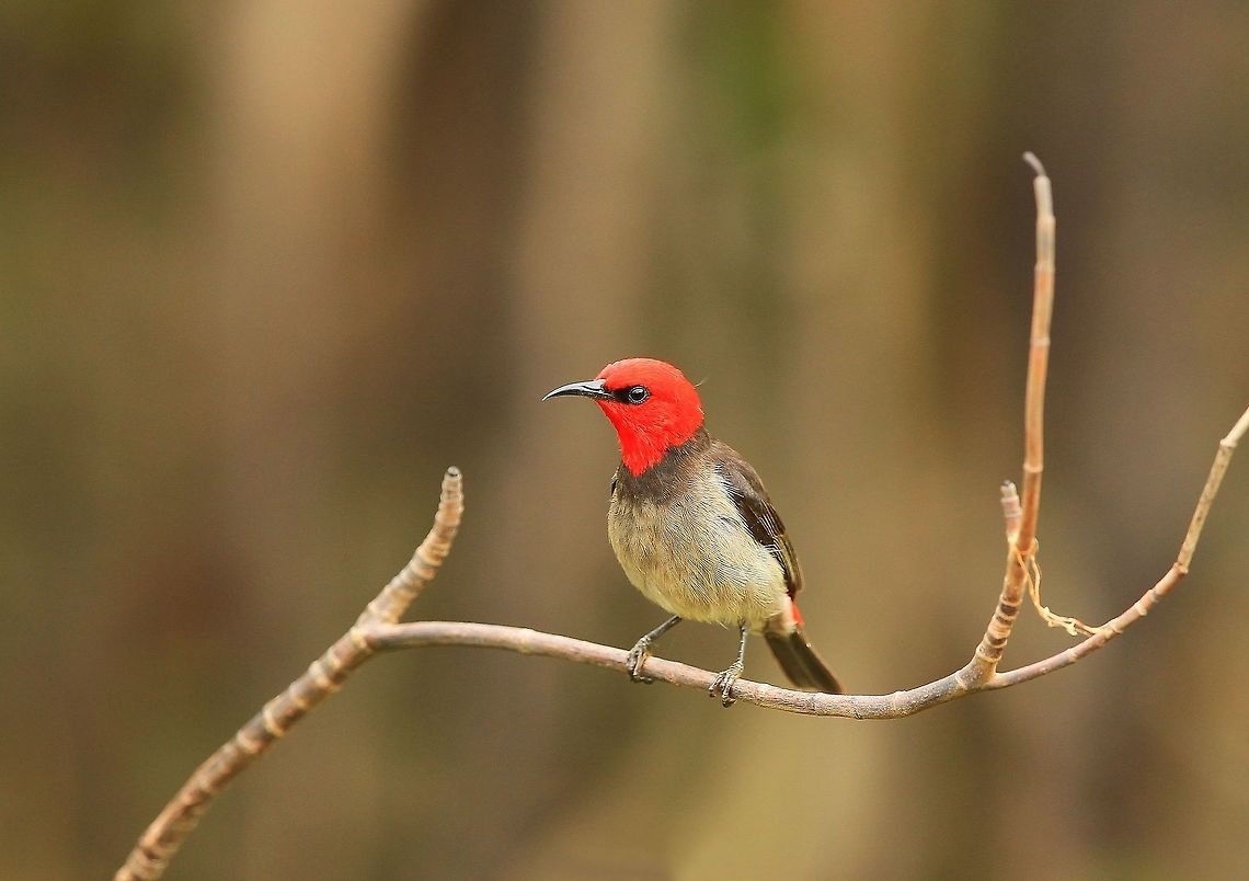 Male Red Headed Honeyeater. Image was taken on the edge of the mangroves in Northern Australia.  Australia,Geotagged,Myzomela erythrocephala,Summer