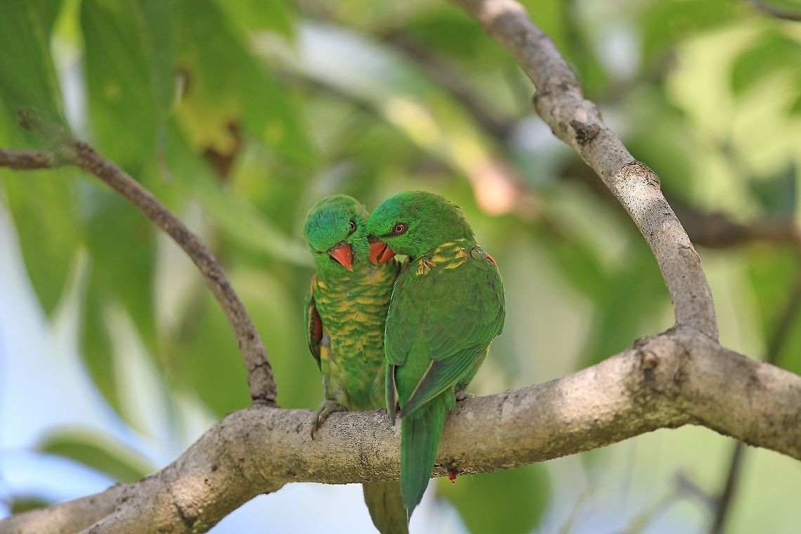 Pair of Scaly Breasted Lorikeets. These are a very social bird, if you put out a bird feeder you may have dozens arrivng within days. Noisy and messy. Australia,Geotagged,Scaly-breasted lorikeet,Summer,Trichoglossus chlorolepidotus