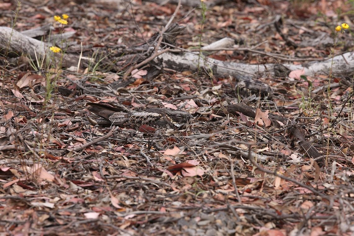 A pair of White Throated Nightjars .  Australia,Eurostopodus mystacalis,Geotagged,White-throated Nightjar