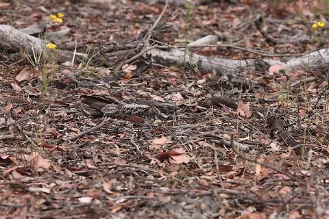 A pair of White Throated Nightjars .  Australia,Eurostopodus mystacalis,Geotagged,White-throated Nightjar