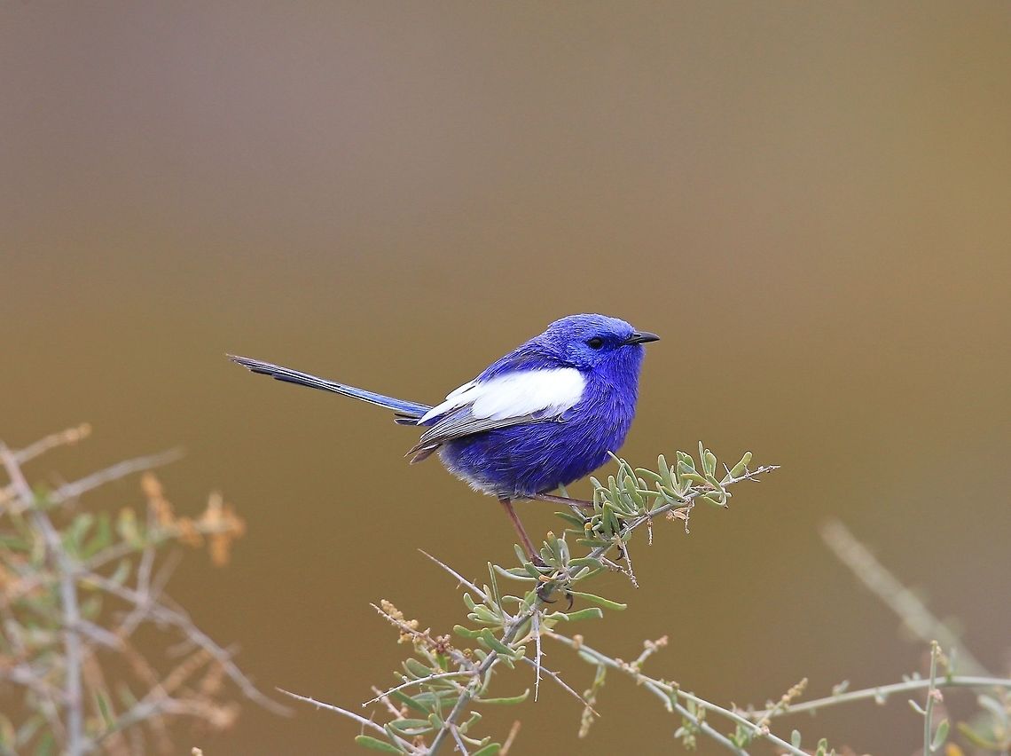 (An Oldie) Male White Winged Fairy Wren.  Australia,Geotagged,Malurus leucopterus,White-winged Fairywren,Winter