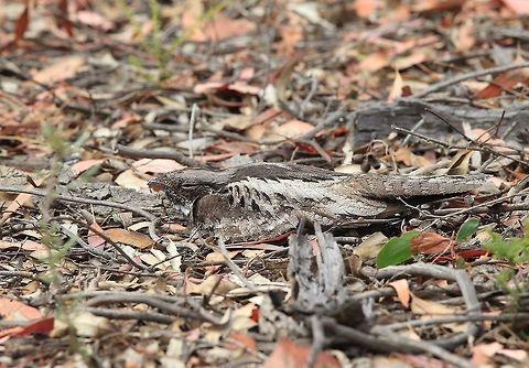 A closer look at the White-throated Nightjar.  Australia,Eurostopodus mystacalis,Geotagged,Summer,White-throated Nightjar