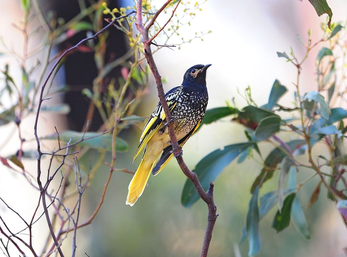Regent Honeyeater. This bird is struggling to survive and the outlook is pretty poor. Anthochaera phrygia,Australia,Geotagged,Regent honeyeater