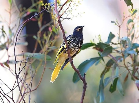 Regent Honeyeater. This bird is struggling to survive and the outlook is pretty poor. Anthochaera phrygia,Australia,Geotagged,Regent honeyeater