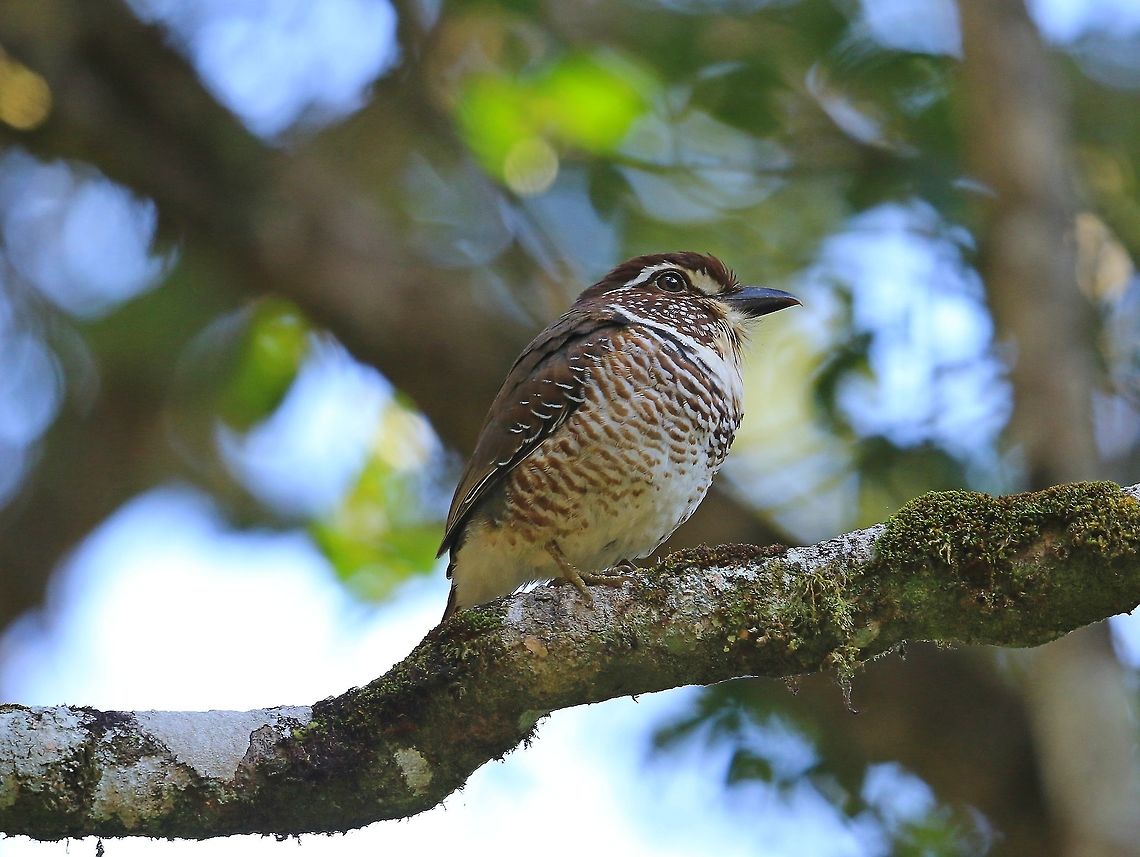 Short Legged Ground Roller.  Brachypteracias leptosomus,Geotagged,Madagascar,Short legged ground roller,Winter