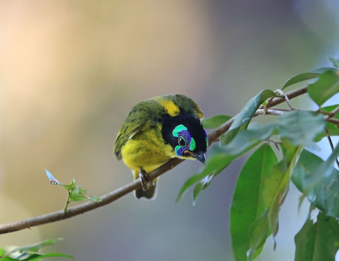 Schlegel's Asity. Extraordinary little bird. Geotagged,Madagascar,Philepitta schlegeli,Schlegels asity,Winter