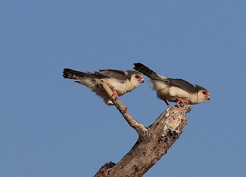 Pair of Pygmy Falcons. These little falcons are so small that they breed in the old nests of Sociable Weavers. Geotagged,Kenya,Polihierax semitorquatus,Pygmy falcon,Spring
