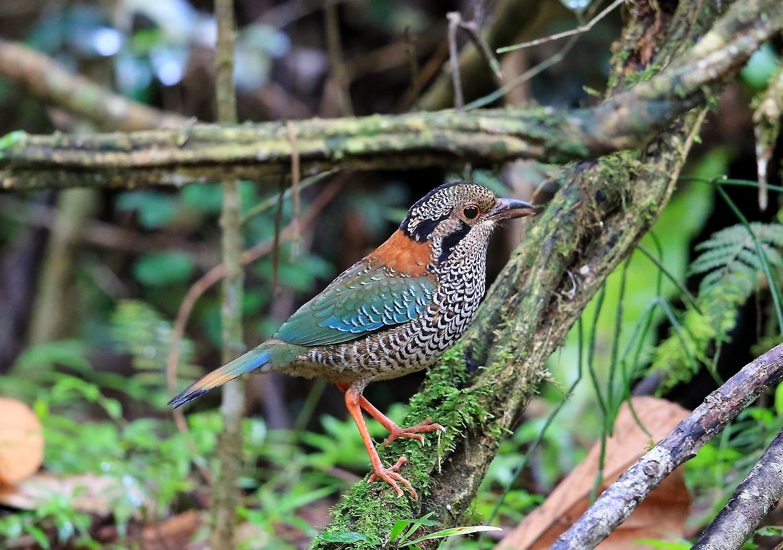 Scaley Ground Roller.  Geobiastes squamiger,Geotagged,Madagascar,Scaley Ground Roller,Winter
