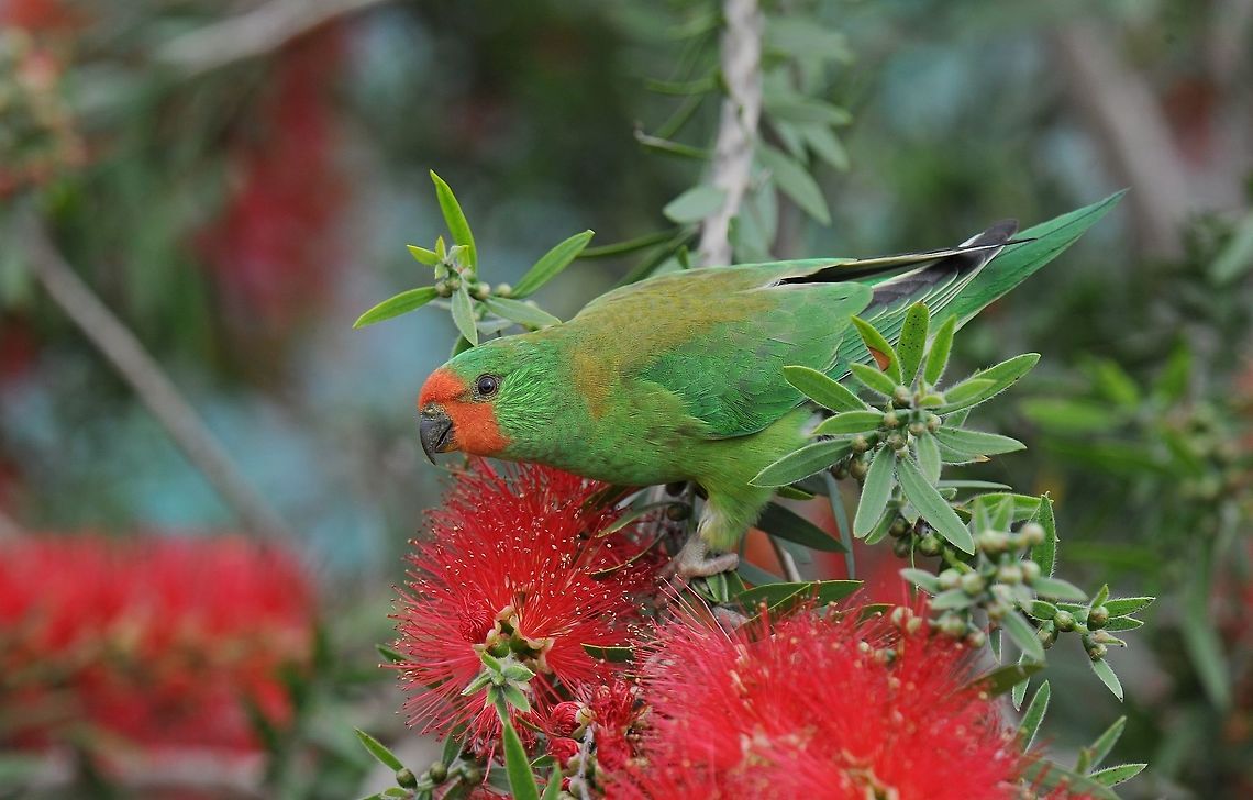 Little Lorikeet.  Australia,Geotagged,Glossopsitta pusilla,Little Lorikeet,little lorikeet