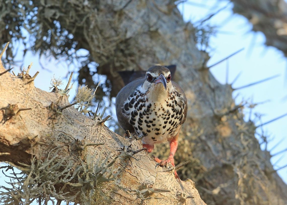 Subdesert Mesite.  Geotagged,Madagascar,Monias benschi,Subdesert mesite,Winter