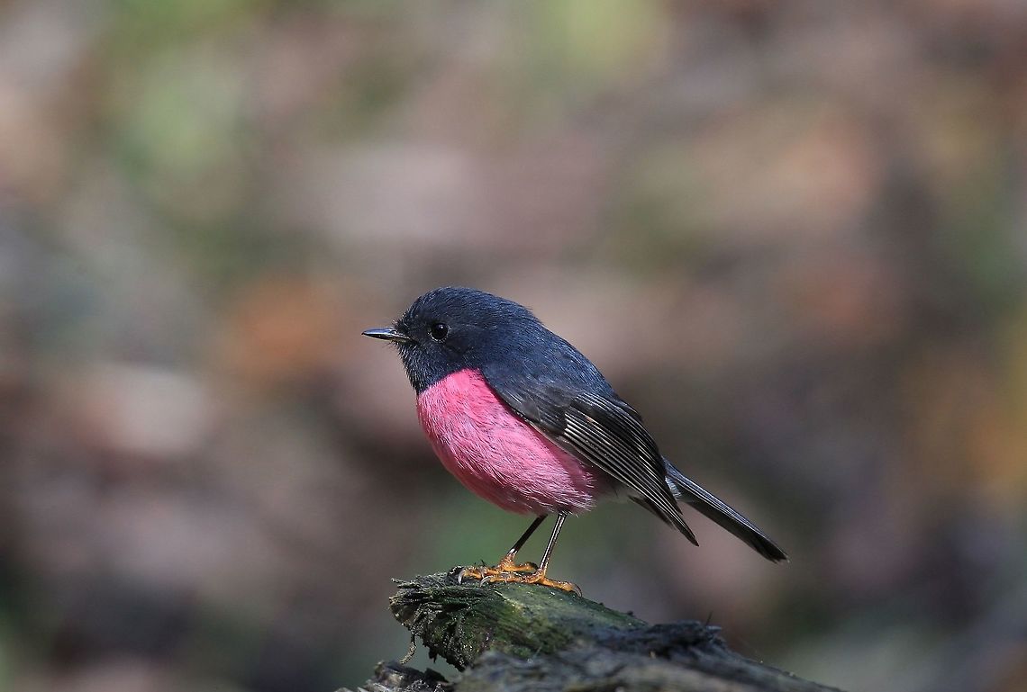 (An Oldie) Male Pink Robin.  Australia,Geotagged,Petroica rodinogaster,Pink robin,Winter