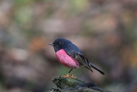 (An Oldie) Male Pink Robin.  Australia,Geotagged,Petroica rodinogaster,Pink robin,Winter