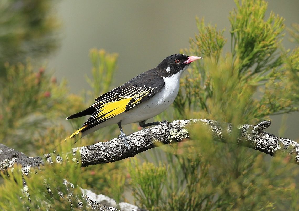 Male Painted Honeyeater. The male can be idenfied by the streaks of black on the white chest area.  Australia,Geotagged,Grantiella picta,Painted honeyeater,Summer