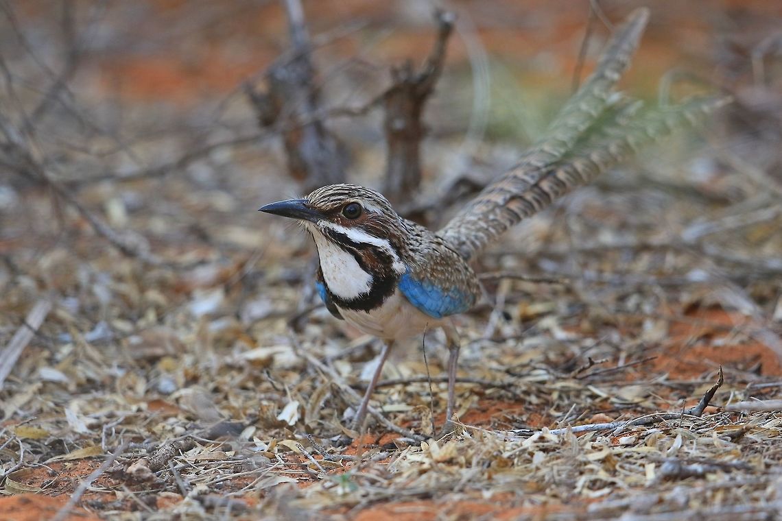 Long Tailed Ground Roller.  Geotagged,Long-tailed ground roller,Madagascar,Uratelornis chimaera,Winter