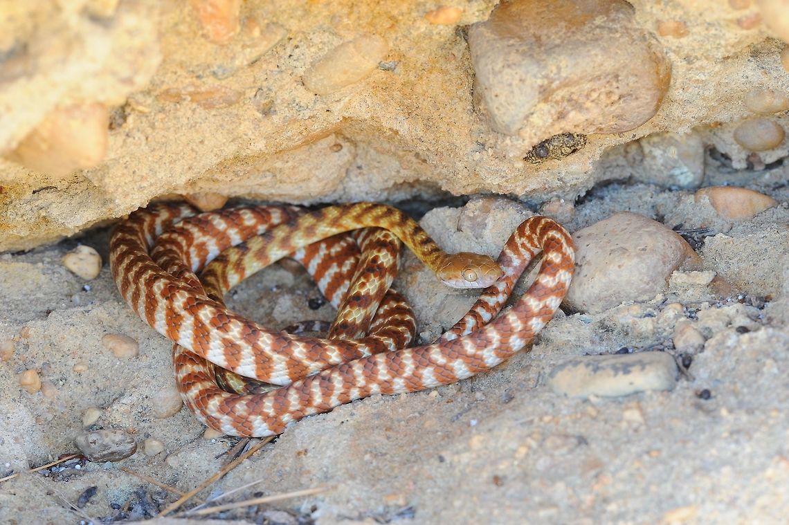 Brown Tree Snake (Night Tiger) They seem to be fairly common around buildings on farms and stations . Australia,Boiga irregularis,Brown tree snake,Geotagged,Winter