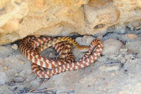 Brown Tree Snake (Night Tiger) They seem to be fairly common around buildings on farms and stations . Australia,Boiga irregularis,Brown tree snake,Geotagged,Winter