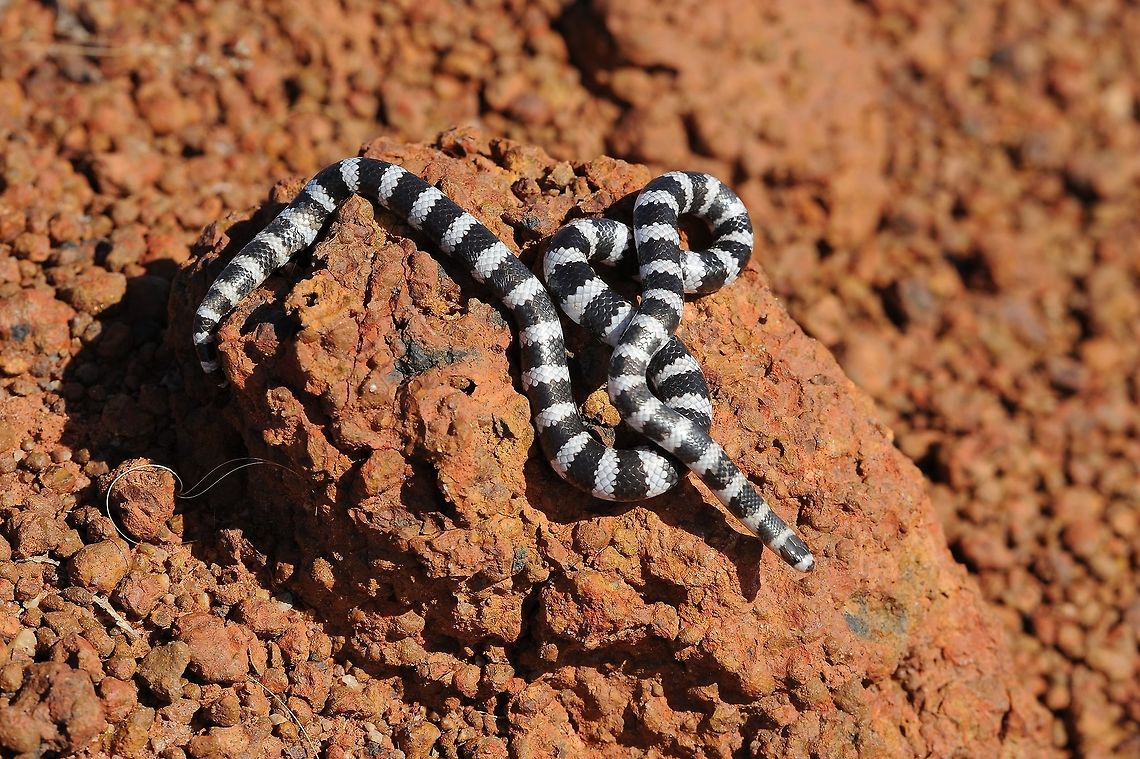 Bandy Bandy.  Australia,Bandy-bandy,Fall,Geotagged,Vermicella annulata
