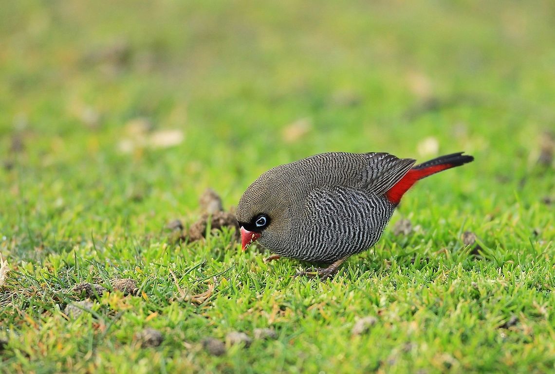 Beautiful Firetail Finch.  Australia,Beautiful firetail,Geotagged,Stagonopleura bella,Winter