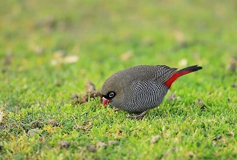 Beautiful Firetail Finch.  Australia,Beautiful firetail,Geotagged,Stagonopleura bella,Winter