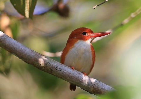 Madagascan Pygmy Kingfisher.  Corythornis madagascariensis,Geotagged,Madagascan pygmy kingfisher,Madagascar,Winter