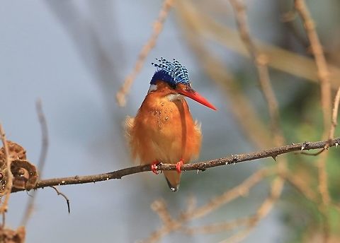 Malachite Kingfisher.  Alcedo cristata,Corythornis cristatus,Fall,Geotagged,Kenya,Malacahite kingfisher,Malachite Kingfisher