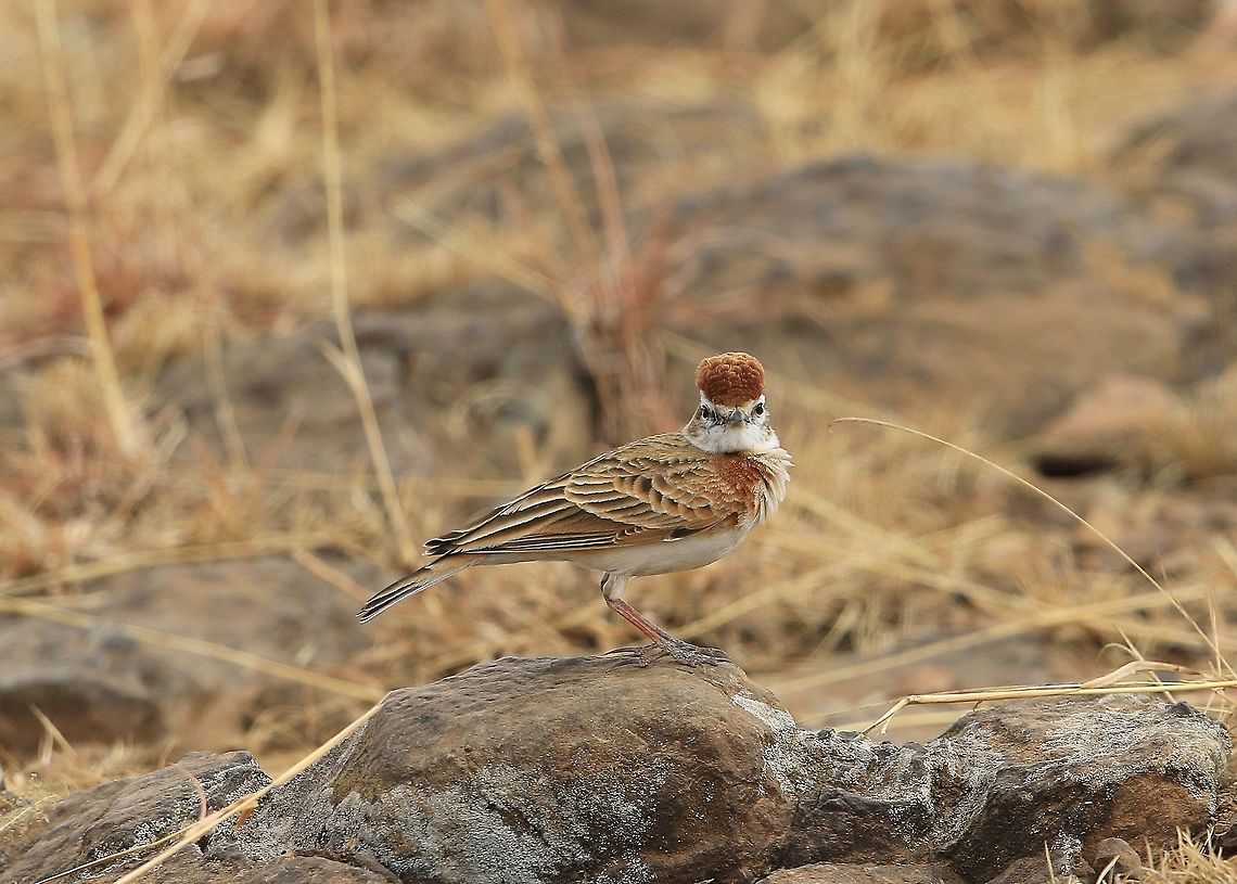 Red Capped Lark.  Calandrella cinerea,Fall,Geotagged,Kenya,Red capped lark