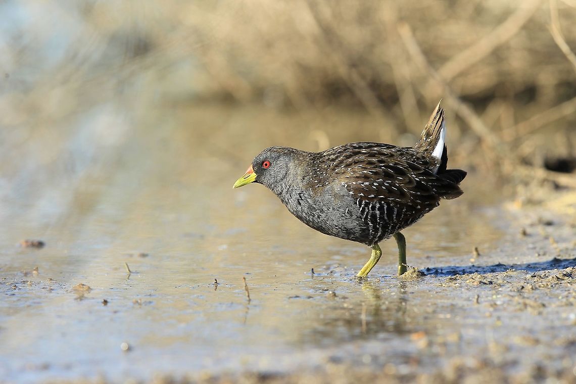 Australian Spotted Crake.  Australia,Australian crake,Geotagged,Porzana fluminea,Summer