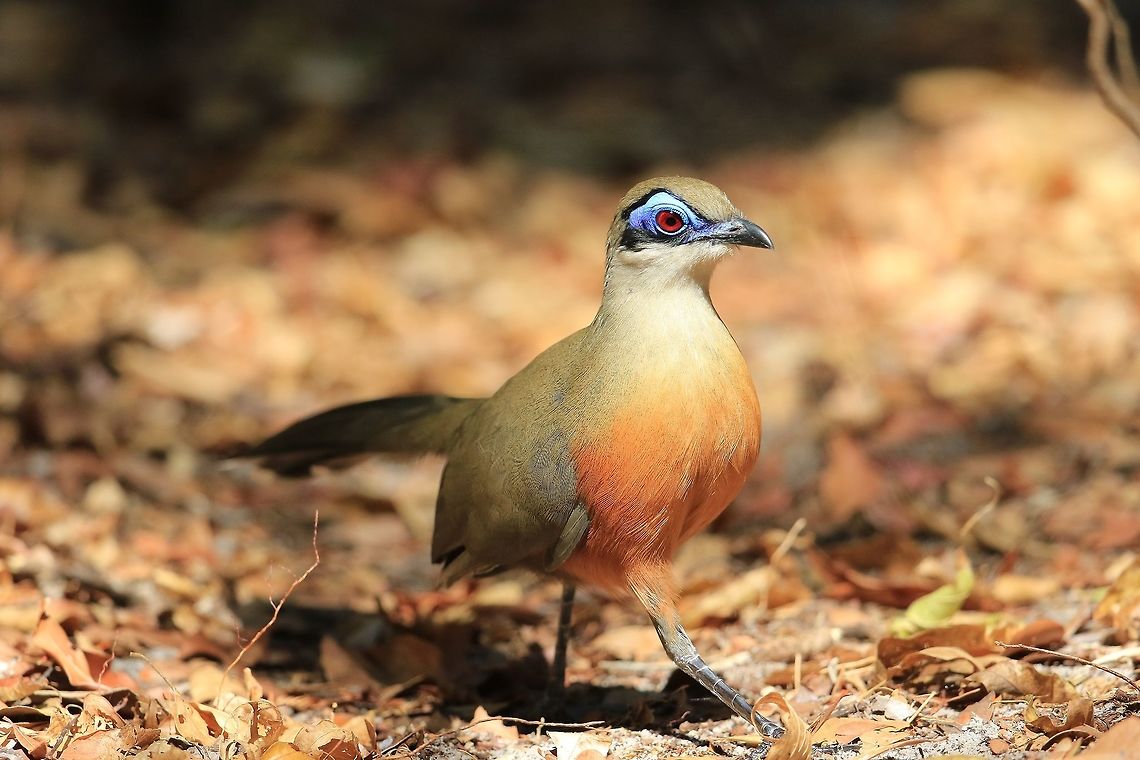 Coquerel's Coua.  Coquerels coua,Coua coquereli,Geotagged,Madagascar,Winter