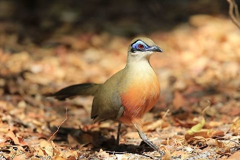 Coquerel's Coua.  Coquerels coua,Coua coquereli,Geotagged,Madagascar,Winter