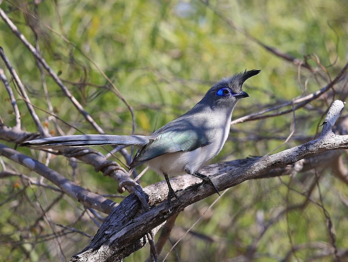 Verreaux's Coua.  Coua verreauxi,Geotagged,Madagascar,Verreauxs coua,Winter