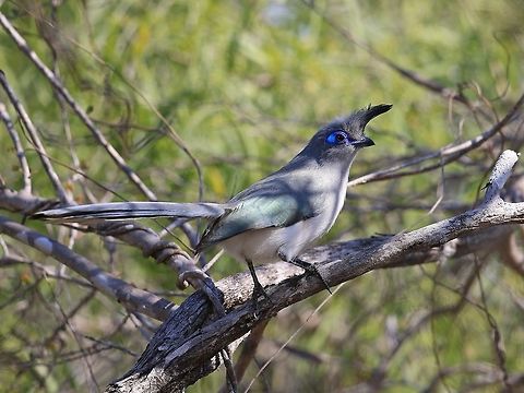 Verreaux's Coua.  Coua verreauxi,Geotagged,Madagascar,Verreauxs coua,Winter