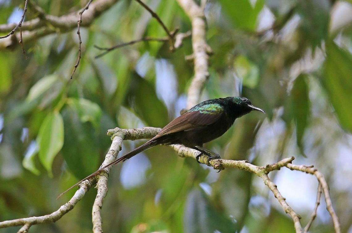 Bronzy  Sunbird.  Bronzy sunbird,Fall,Geotagged,Kenya,Nectarinia kilimensis