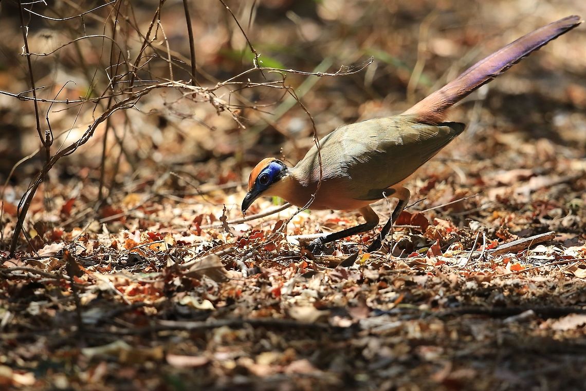 Red Capped Coua.  Coua ruficeps,Geotagged,Madagascar,Red-capped coua,Winter