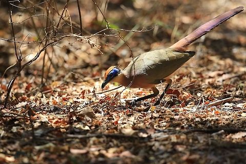 Red Capped Coua.  Coua ruficeps,Geotagged,Madagascar,Red-capped coua,Winter
