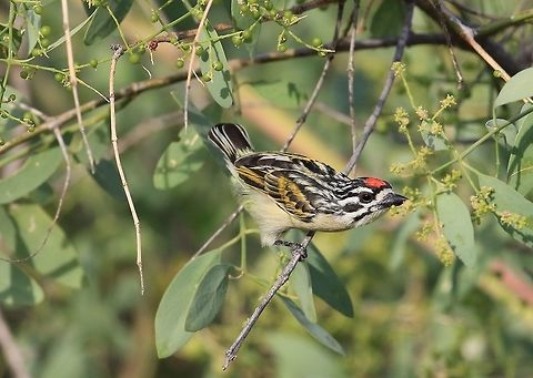 Red Fronted Tinkerbird.  Fall,Geotagged,Kenya,Pogoniulus pusillus,Red-fronted tinkerbird