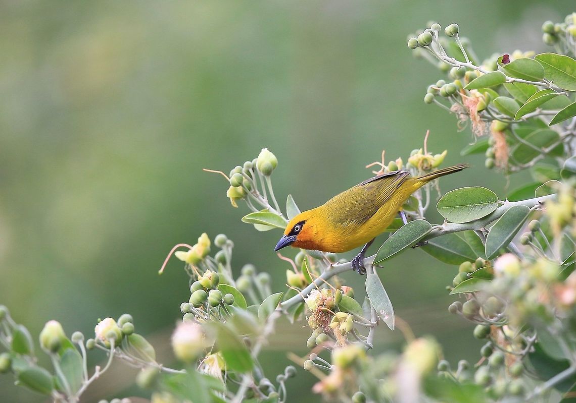 Female Spectacled Weaver. The male has the black throat. Was looking at Stephens two images of the Spectacled Weaver and i think they may be the Northern Masked Weaver or simlar. Do we have some knowledgeable  weaver members who may shed some light on these two posts.  Geotagged,Ploceus ocularis,South Africa,Spectacled weaver,Spring
