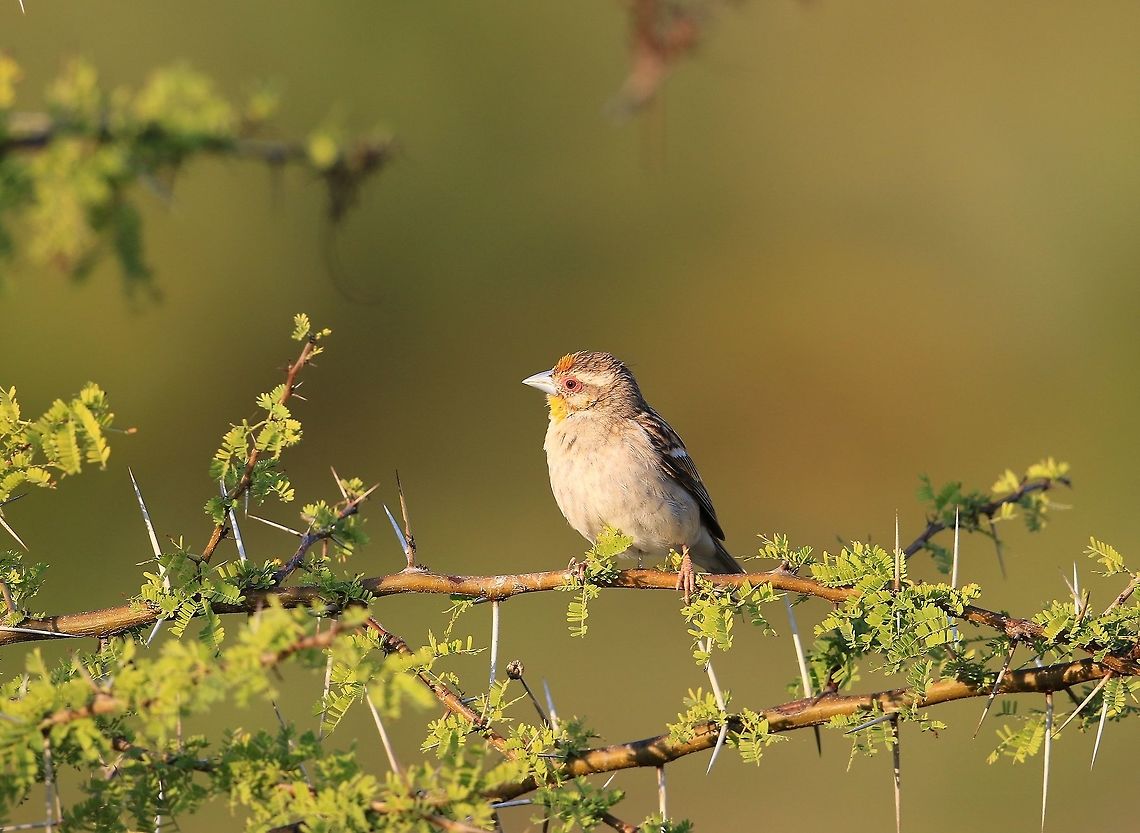 Sakalava Weaver.  Geotagged,Madagascar,Ploceus sakalava,Sakalava weaver,Winter