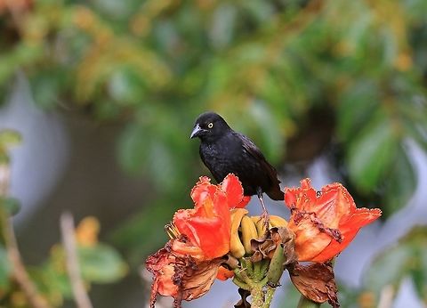 Viellot,s Black Weaver.  Fall,Geotagged,Kenya,Ploceus nigerrimus,Vieillots black weaver