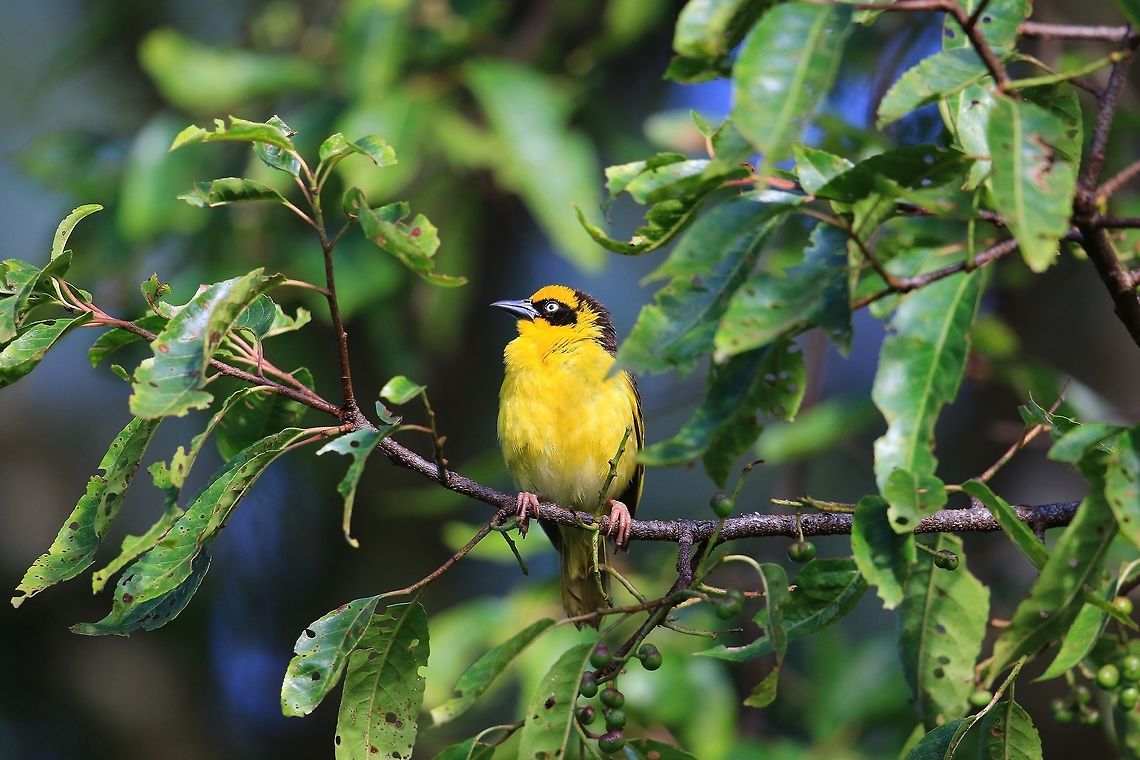 Baglafecht Weaver.  Baglafecht weaver,Fall,Geotagged,Kenya,Ploceus baglafecht
