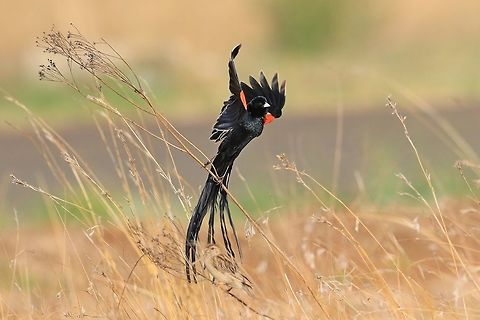 Long Tailed Widow Bird. The cock bird is just starting to display to the hen in the foreground. Euplectes progne,Geotagged,Long-tailed widowbird,South Africa,Spring