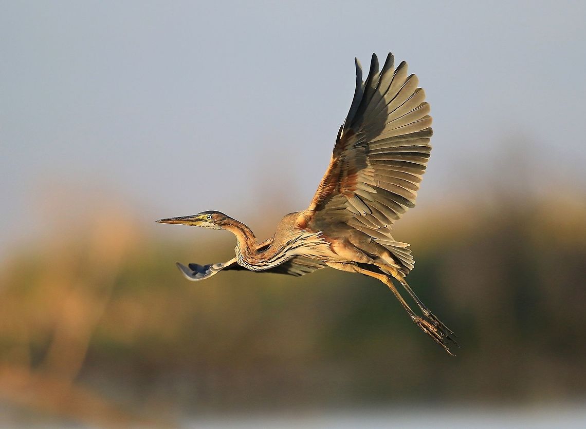 Goliath Heron in flight.  Ardea goliath,Fall,Geotagged,Goliath Heron,Kenya