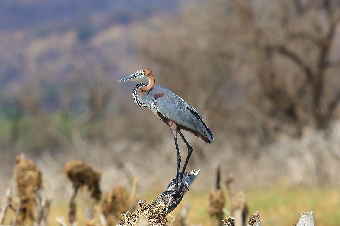 Goliath Heron waiting for lunch.  Ardea goliath,Fall,Geotagged,Goliath Heron,Kenya