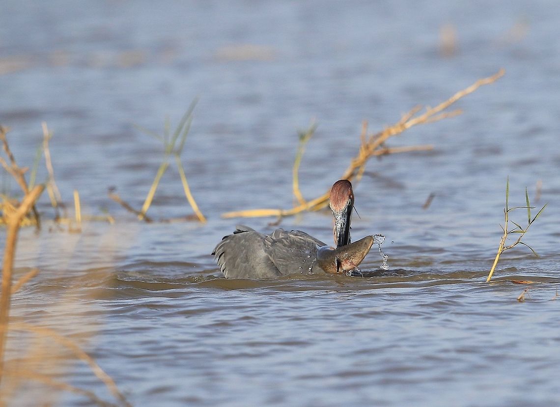 Goliath Heron with lunch.  Ardea goliath,Fall,Geotagged,Goliath Heron,Kenya