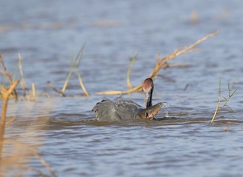 Goliath Heron with lunch.  Ardea goliath,Fall,Geotagged,Goliath Heron,Kenya