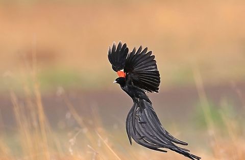 Long Tailed Widowbird in full display. You may notice how the bird keeps all the tail feathers between its legs. Euplectes progne,Geotagged,Long-tailed widowbird,South Africa,Spring